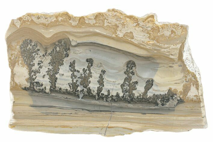 Triassic Aged Stromatolite Fossil - England #279501